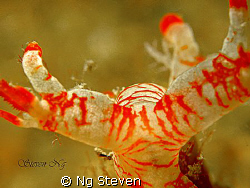 bullish nudi charging...Canon A640 double macro lens, Z240 by Ng Steven 